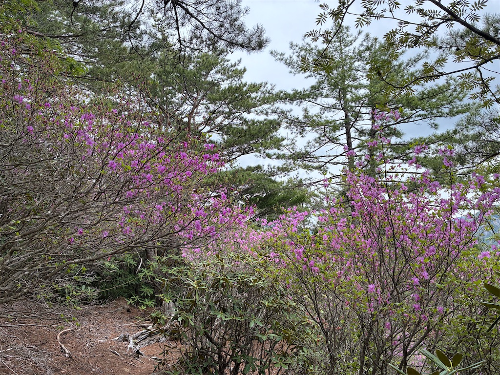 f:id:amefuri5kumanoko:20260608231807j:image