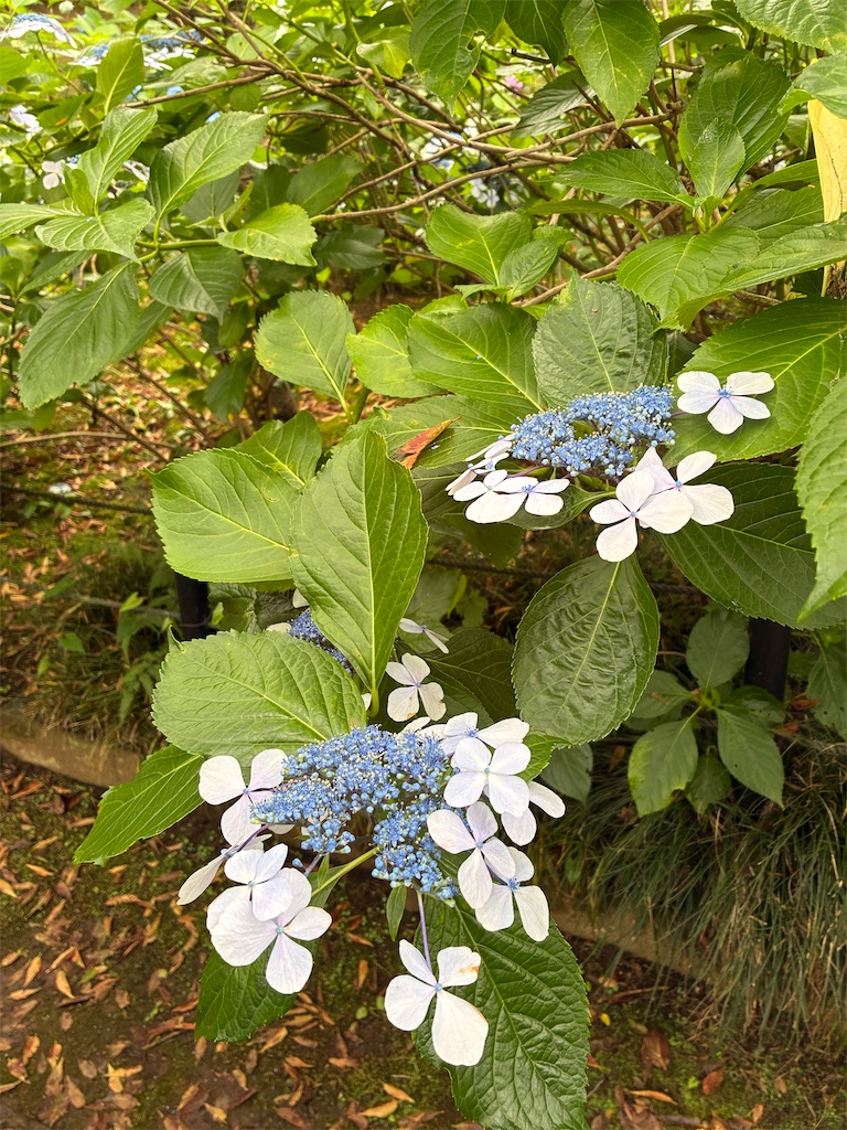 f:id:amefuri5kumanoko:20260620132544j:image