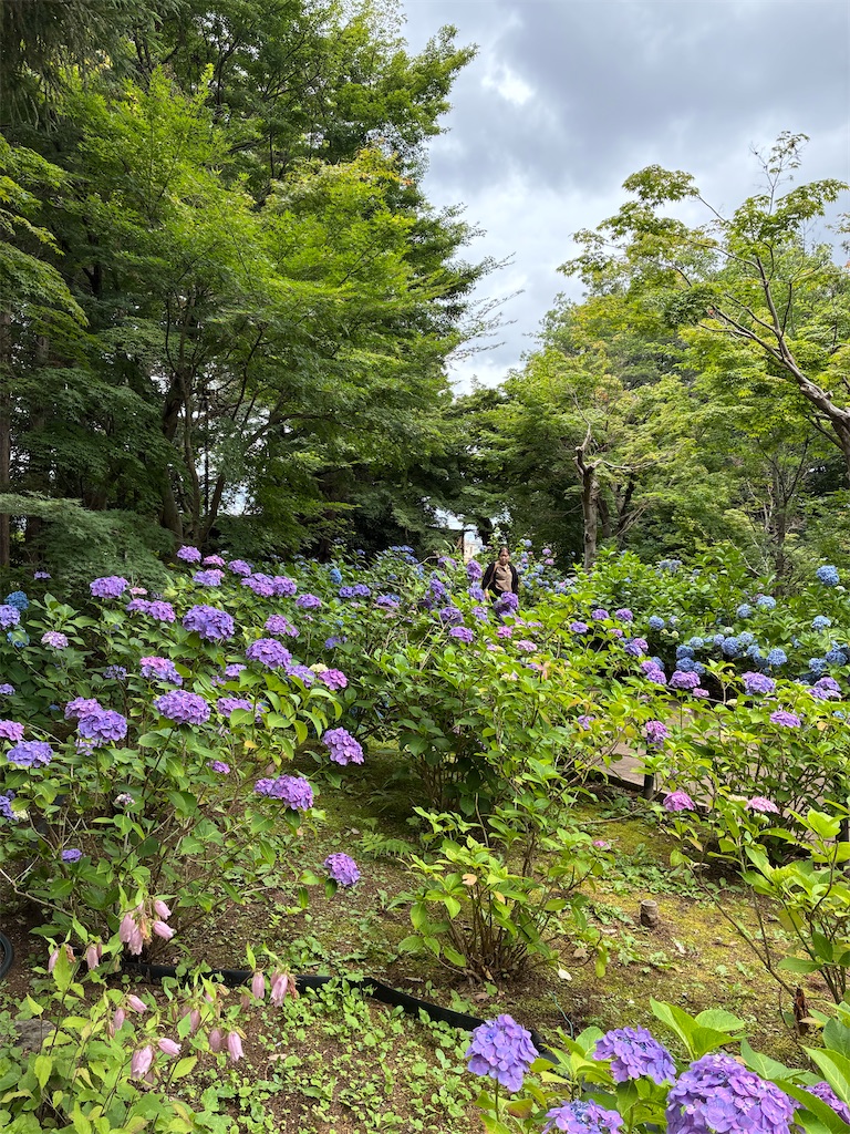 f:id:amefuri5kumanoko:20260620132557j:image