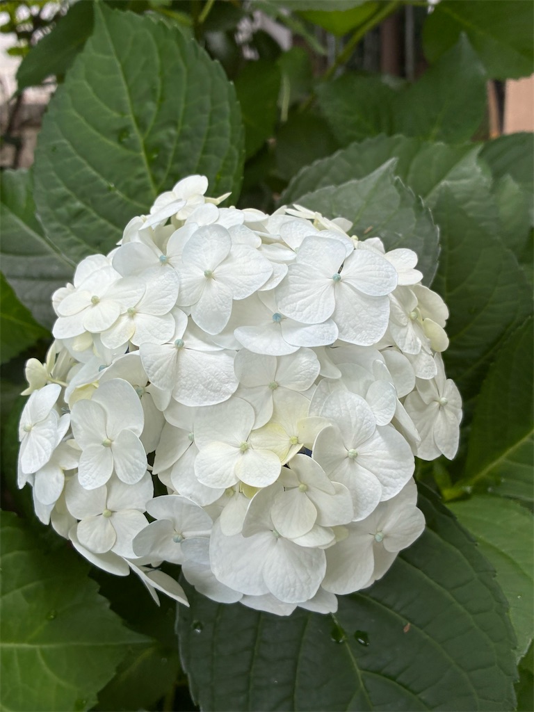 f:id:amefuri5kumanoko:20260620132601j:image