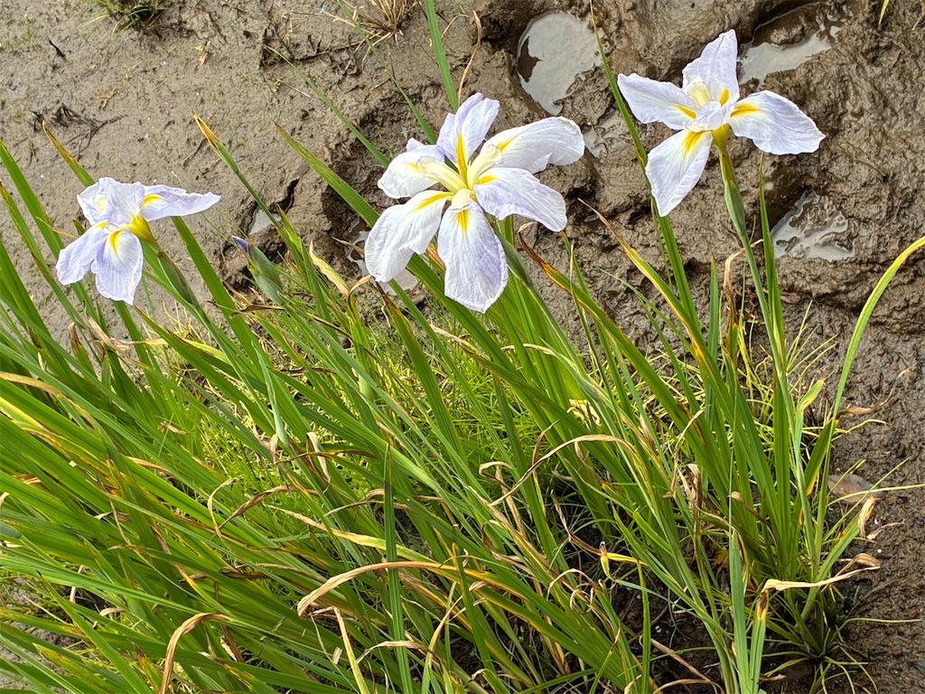 f:id:amefuri5kumanoko:20260620132604j:image
