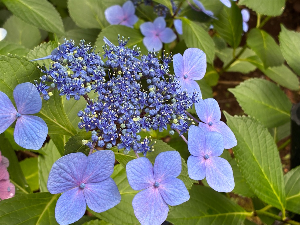 f:id:amefuri5kumanoko:20260620132608j:image