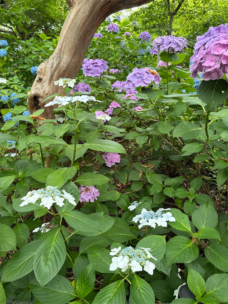 f:id:amefuri5kumanoko:20260620132616j:image
