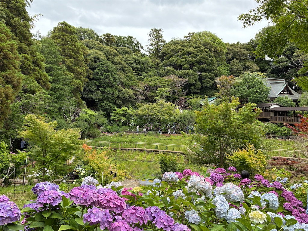 f:id:amefuri5kumanoko:20260620132620j:image