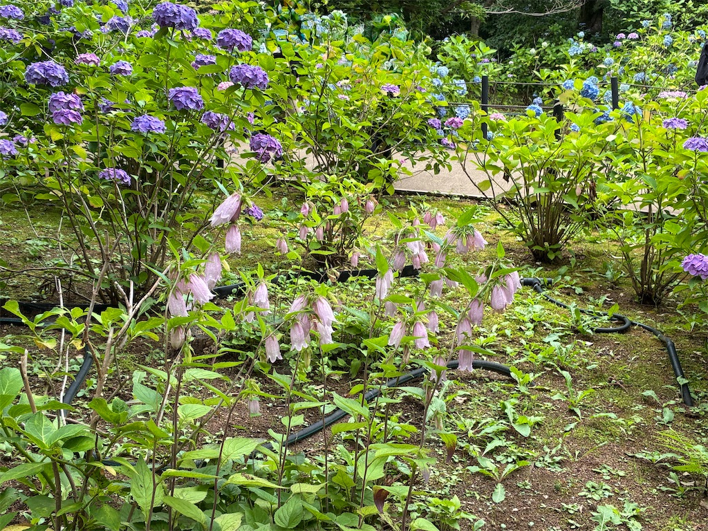 f:id:amefuri5kumanoko:20260620132630j:image