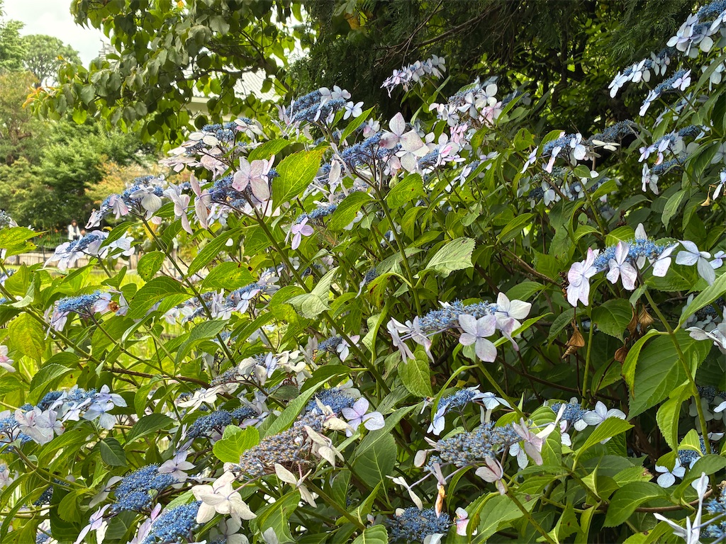 f:id:amefuri5kumanoko:20260620132722j:image