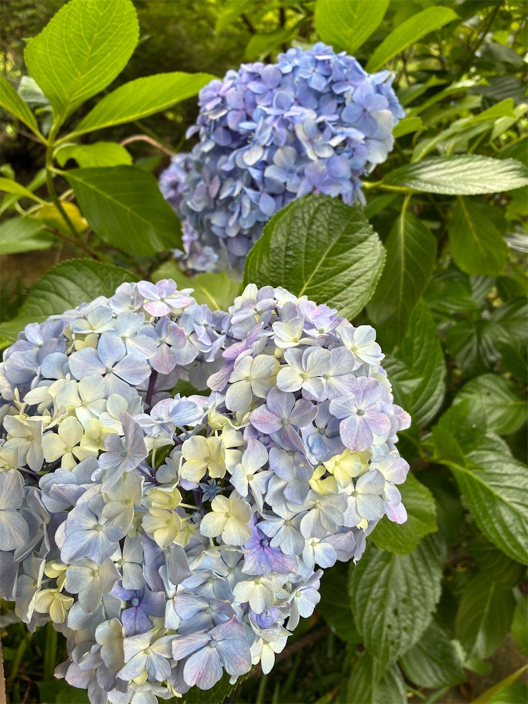 f:id:amefuri5kumanoko:20260620132726j:image