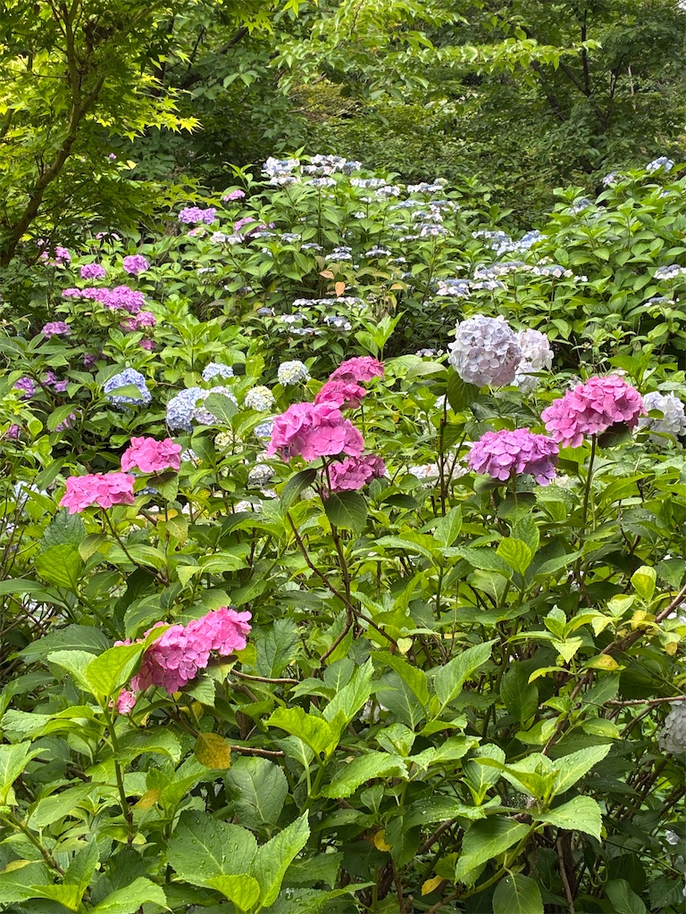 f:id:amefuri5kumanoko:20260620132731j:image