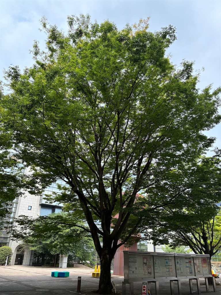 f:id:amefuri5kumanoko:20260716154703j:image