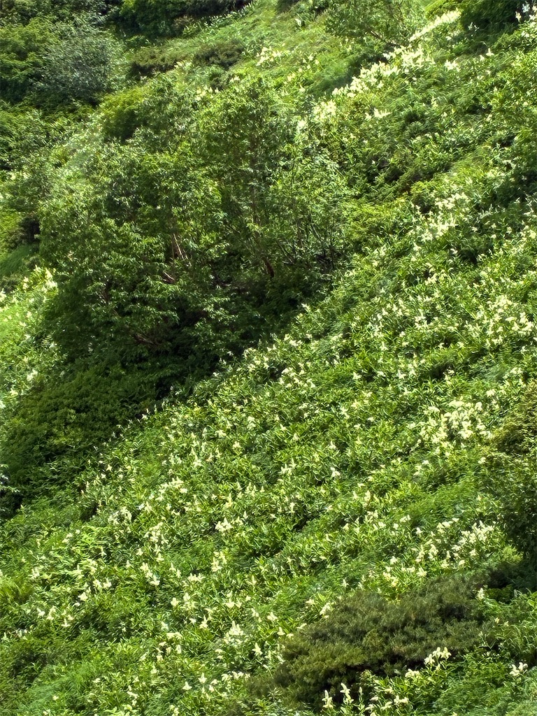 f:id:amefuri5kumanoko:20260722071912j:image