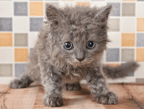 セルカークレックスは抜け毛が多い？性格や飼いやすさ・お手入れ方法を