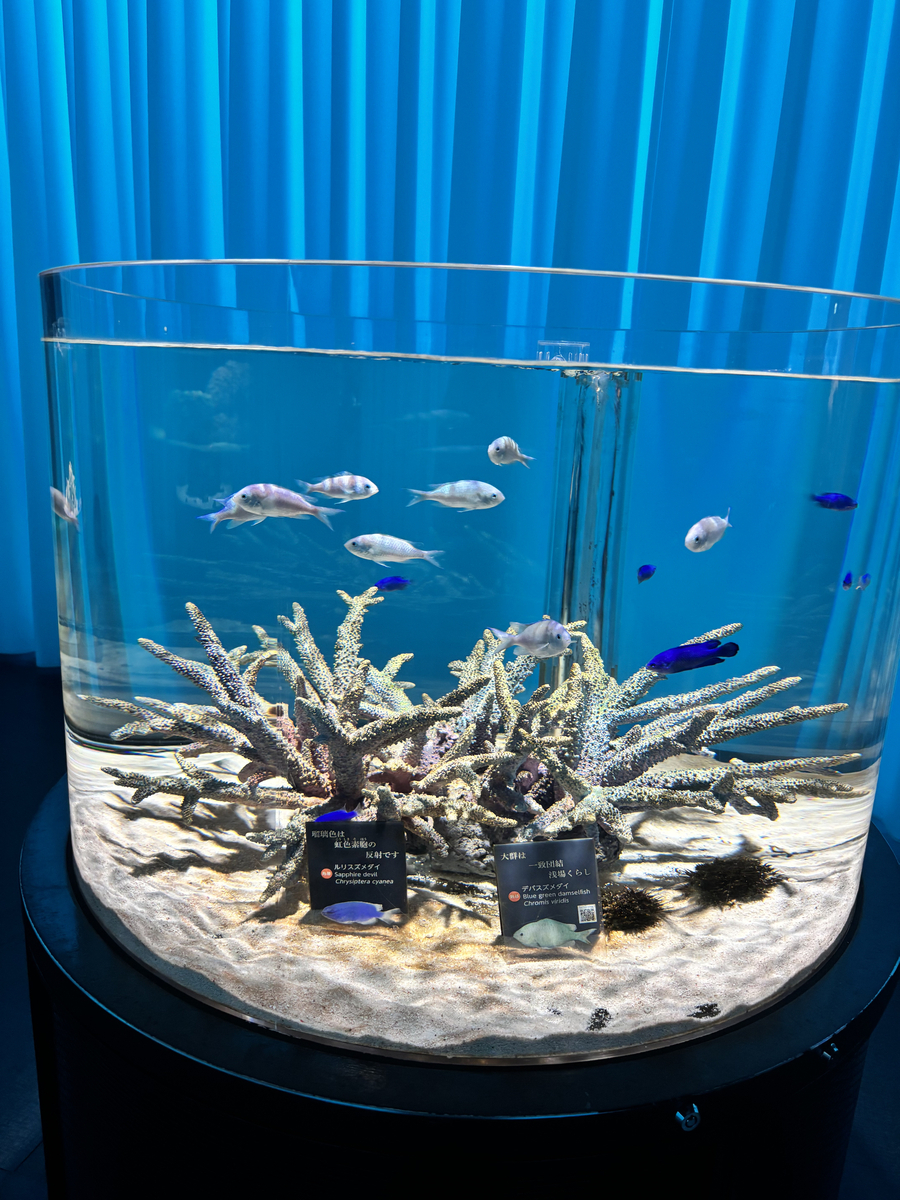 ニフレル
