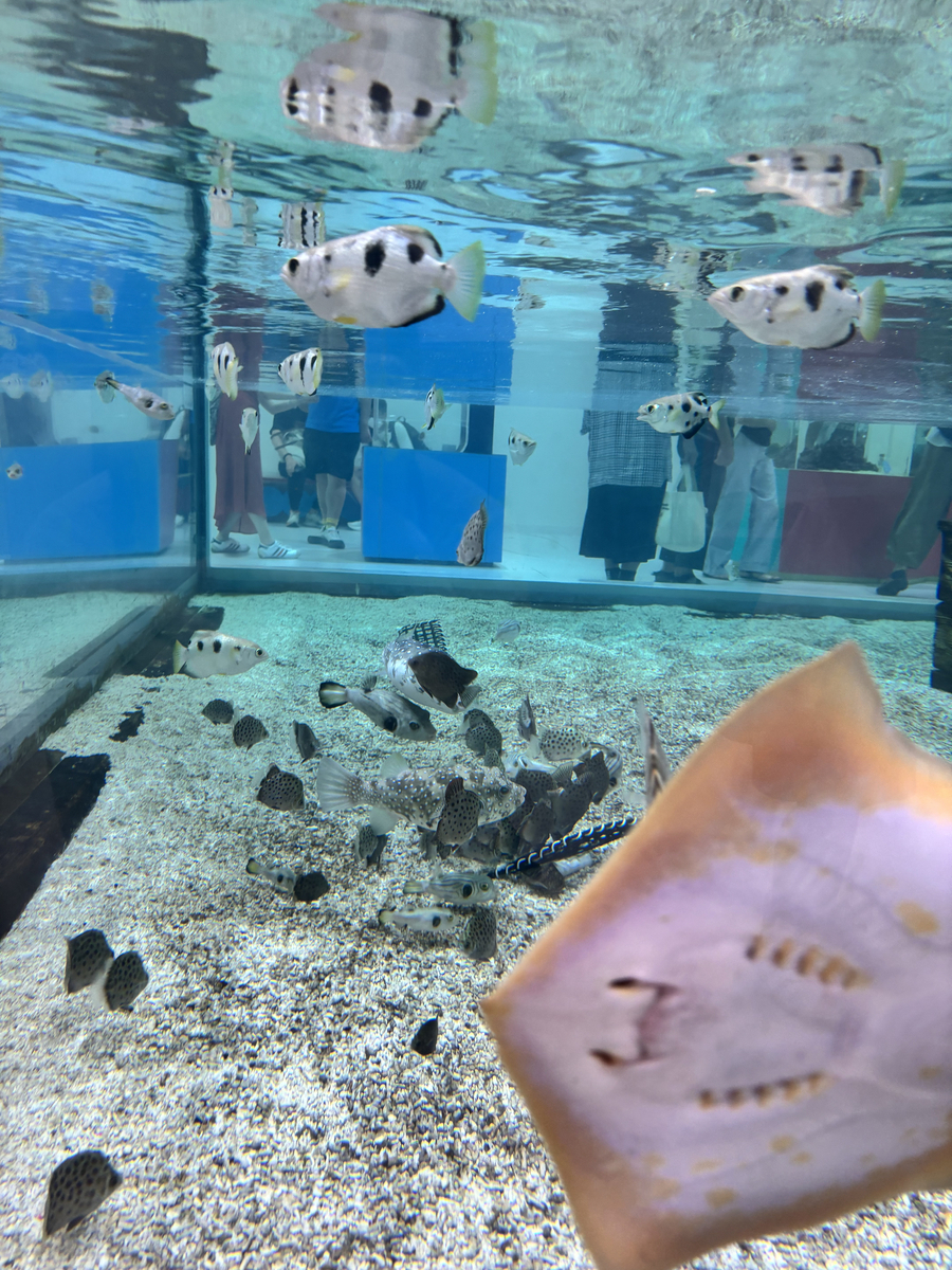 ニフレル「アカエイ」