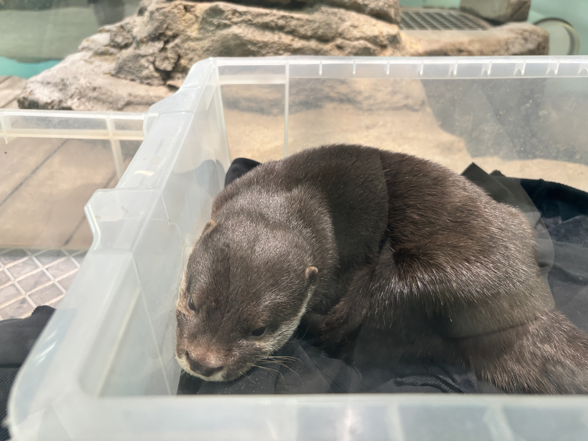 ニフレル「コツメカワウソ」