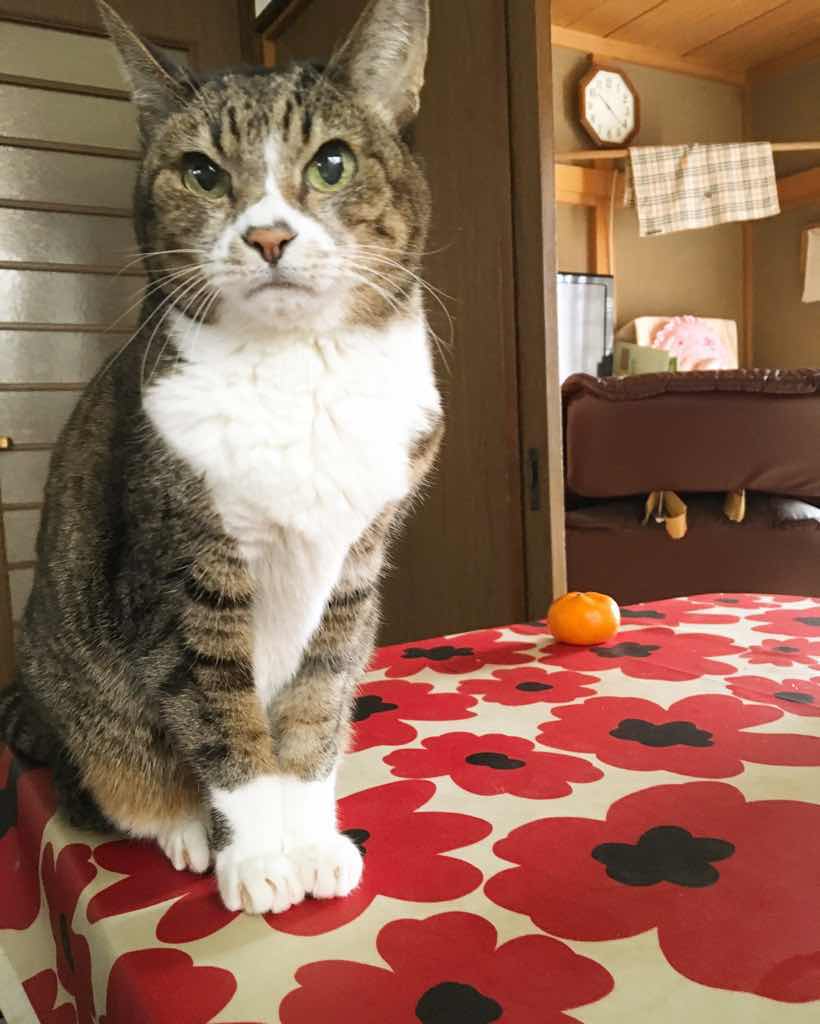 f:id:amemiya_a:20170120191340j:plain f:id:amemiya_a:20170120191340j:plain