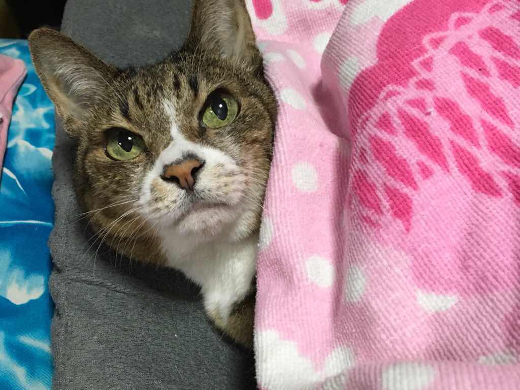 f:id:amemiya_a:20170122010550j:plain f:id:amemiya_a:20170122010550j:plain