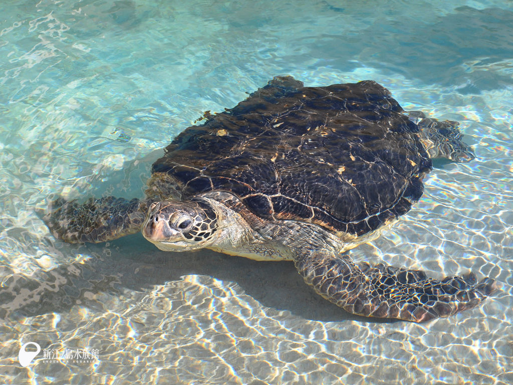 f:id:amemiya_a:20170124194002j:plain