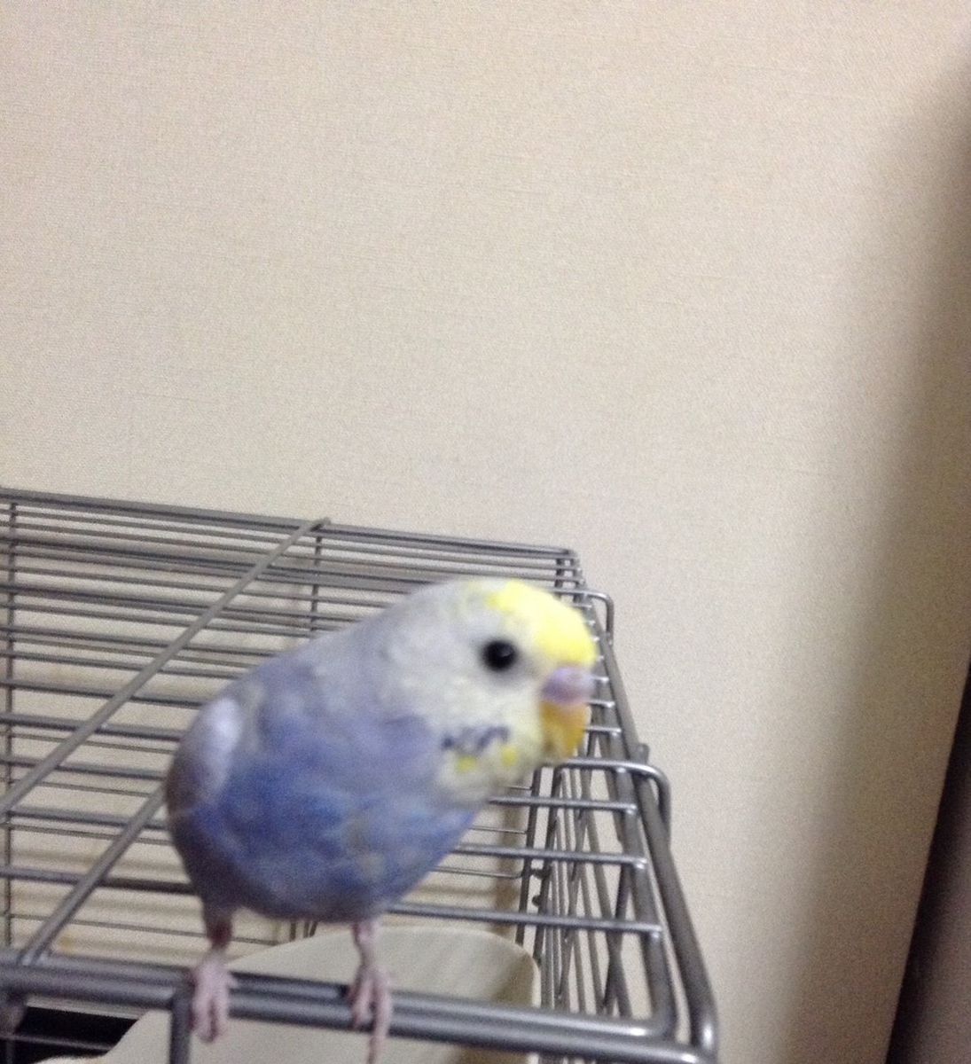 f:id:amenochihareruya:20210210202919j:plain
