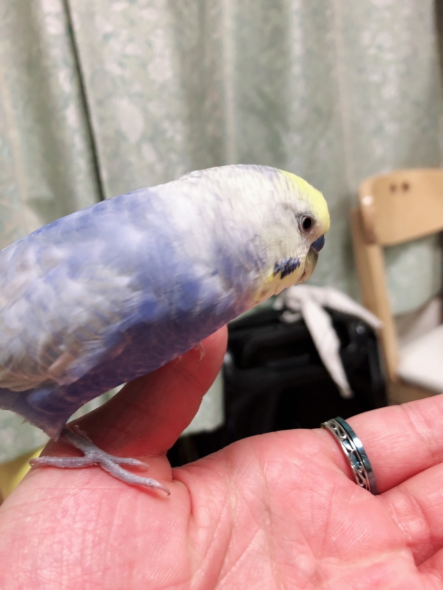 f:id:amenochihareruya:20210210202934j:plain