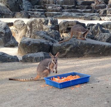 カンガルー ワラビーとワラルー ひびき動物ワールド Amenohitsuki S Diary