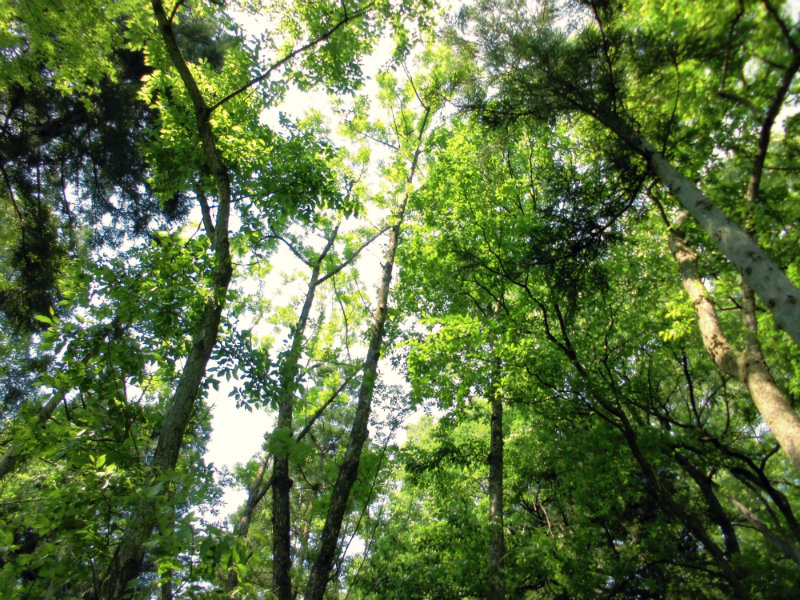 f:id:amenomorino:20160618204715j:plain f:id:amenomorino:20160618204715j:plain