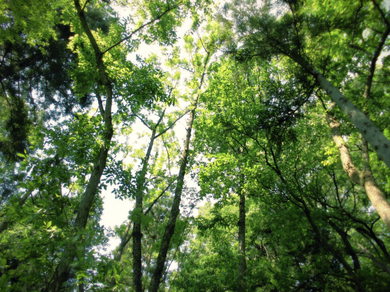 f:id:amenomorino:20160618204743j:plain f:id:amenomorino:20160618204743j:plain