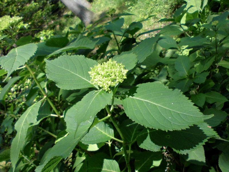 f:id:amenomorino:20160618211144j:plain f:id:amenomorino:20160618211144j:plain