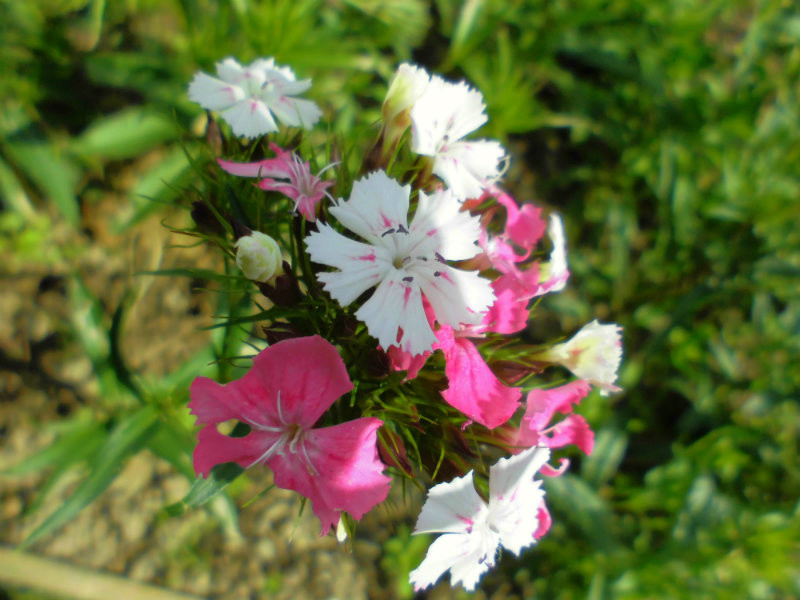 f:id:amenomorino:20160622204032j:plain f:id:amenomorino:20160622204032j:plain
