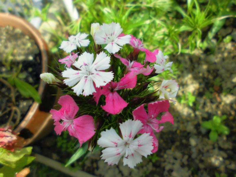 f:id:amenomorino:20160622204042j:plain f:id:amenomorino:20160622204042j:plain