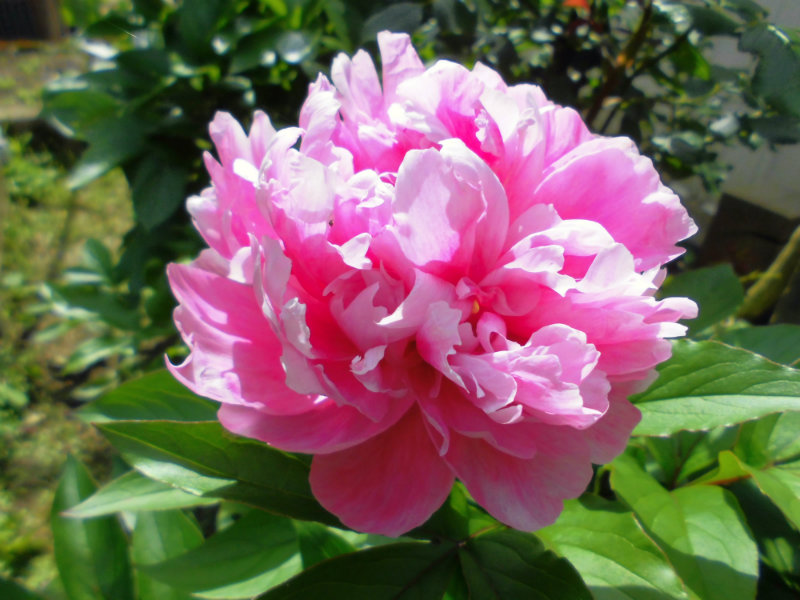 f:id:amenomorino:20160629211808j:plain f:id:amenomorino:20160629211808j:plain