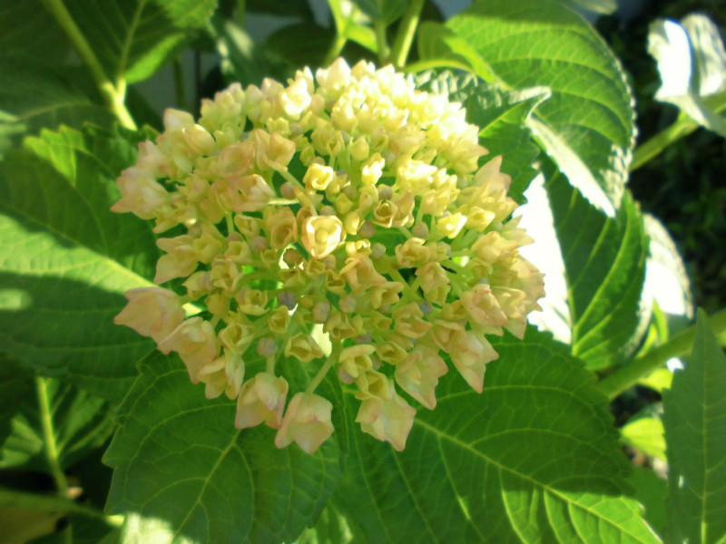 f:id:amenomorino:20160629212348j:plain f:id:amenomorino:20160629212348j:plain