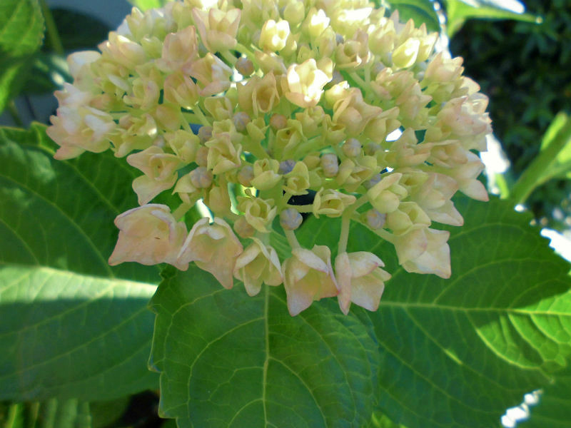 f:id:amenomorino:20160629212646j:plain f:id:amenomorino:20160629212646j:plain