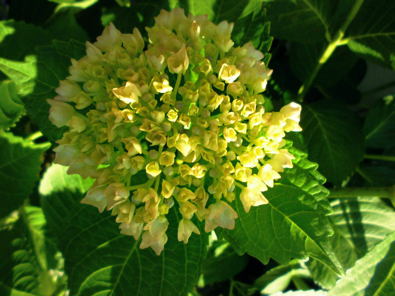f:id:amenomorino:20160629213012j:plain f:id:amenomorino:20160629213012j:plain