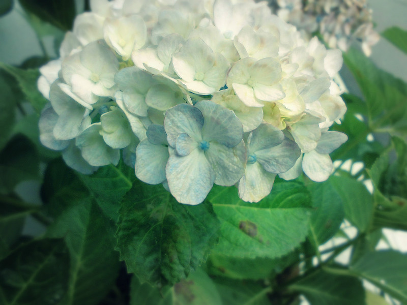 f:id:amenomorino:20160629214104j:plain f:id:amenomorino:20160629214104j:plain