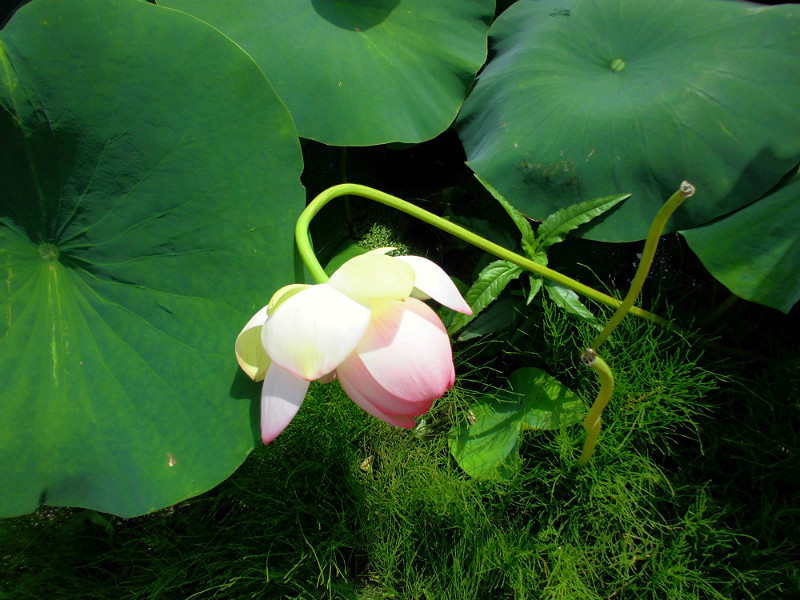 f:id:amenomorino:20160725194534j:plain f:id:amenomorino:20160725194534j:plain