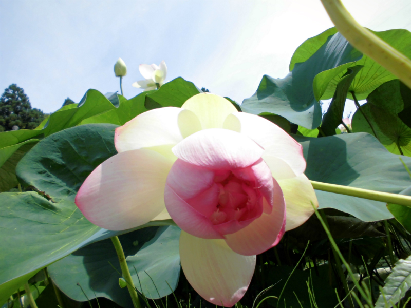 f:id:amenomorino:20160725195037j:plain f:id:amenomorino:20160725195037j:plain
