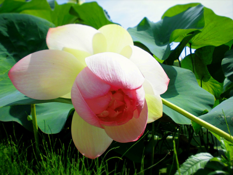 f:id:amenomorino:20160725195143j:plain f:id:amenomorino:20160725195143j:plain