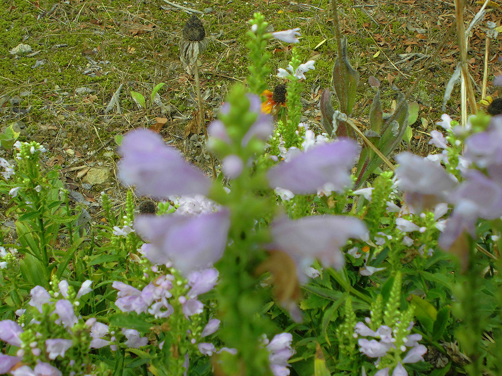 f:id:amenomorino:20161007063408j:plain f:id:amenomorino:20161007063408j:plain