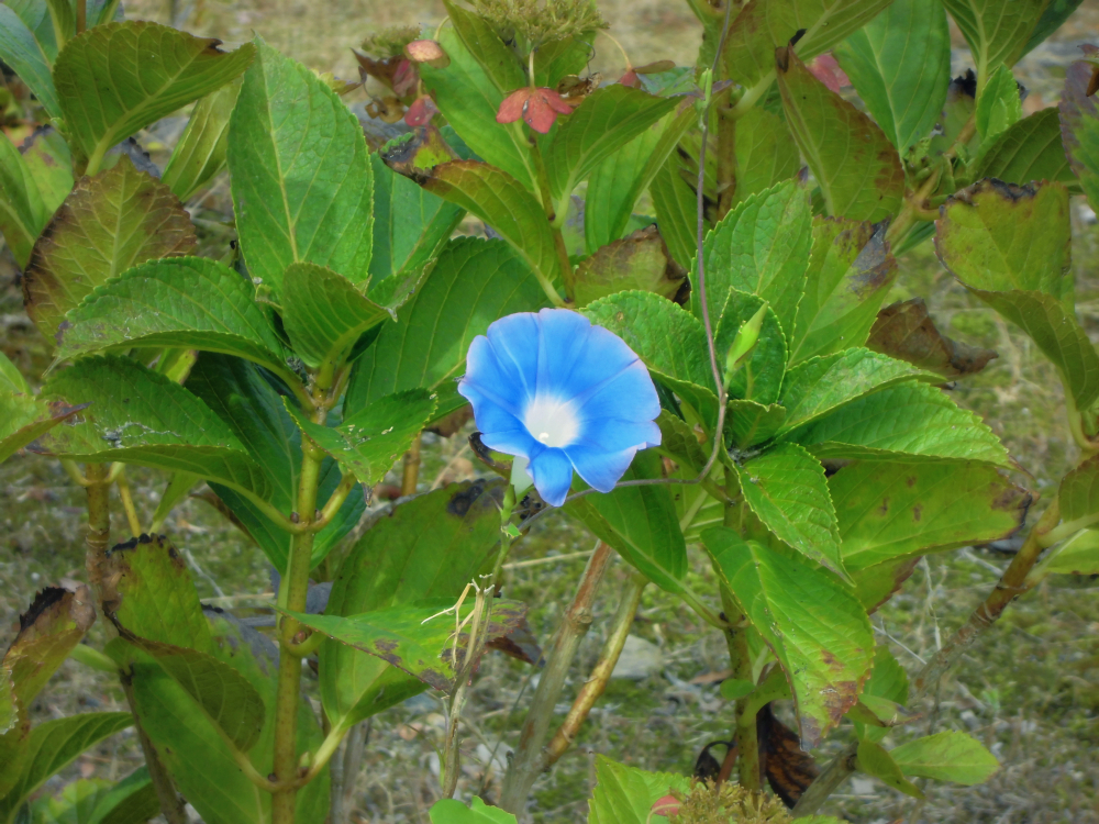 f:id:amenomorino:20161102215029j:plain f:id:amenomorino:20161102215029j:plain