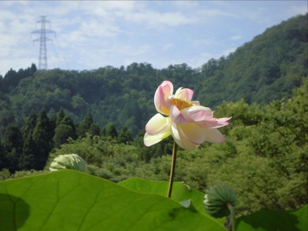 f:id:amenomorino:20170720180846j:plain f:id:amenomorino:20170720180846j:plain