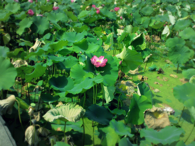 f:id:amenomorino:20170720181752j:plain f:id:amenomorino:20170720181752j:plain