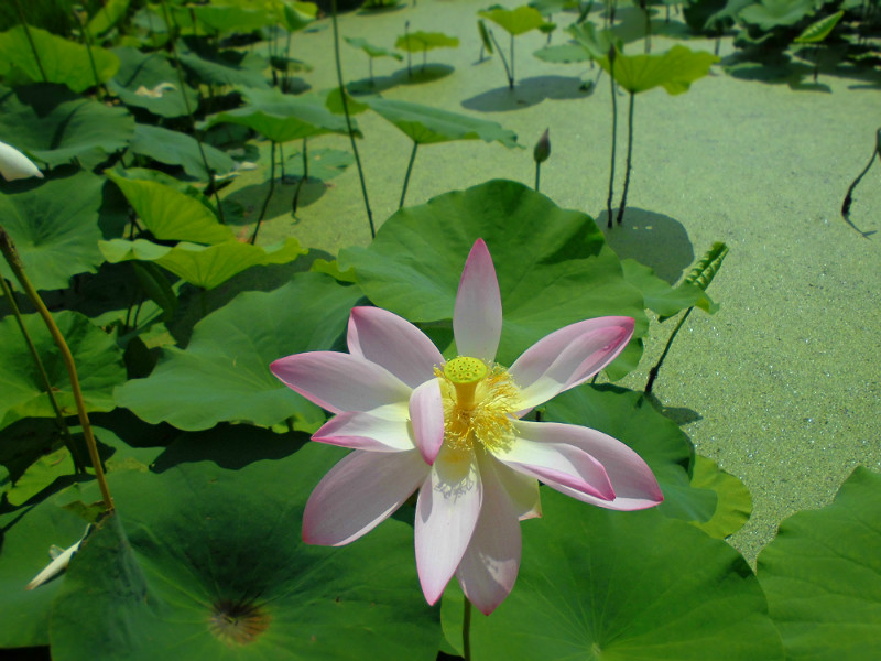 f:id:amenomorino:20170720182641j:plain f:id:amenomorino:20170720182641j:plain