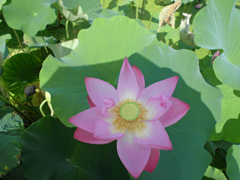 f:id:amenomorino:20170720182958j:plain f:id:amenomorino:20170720182958j:plain