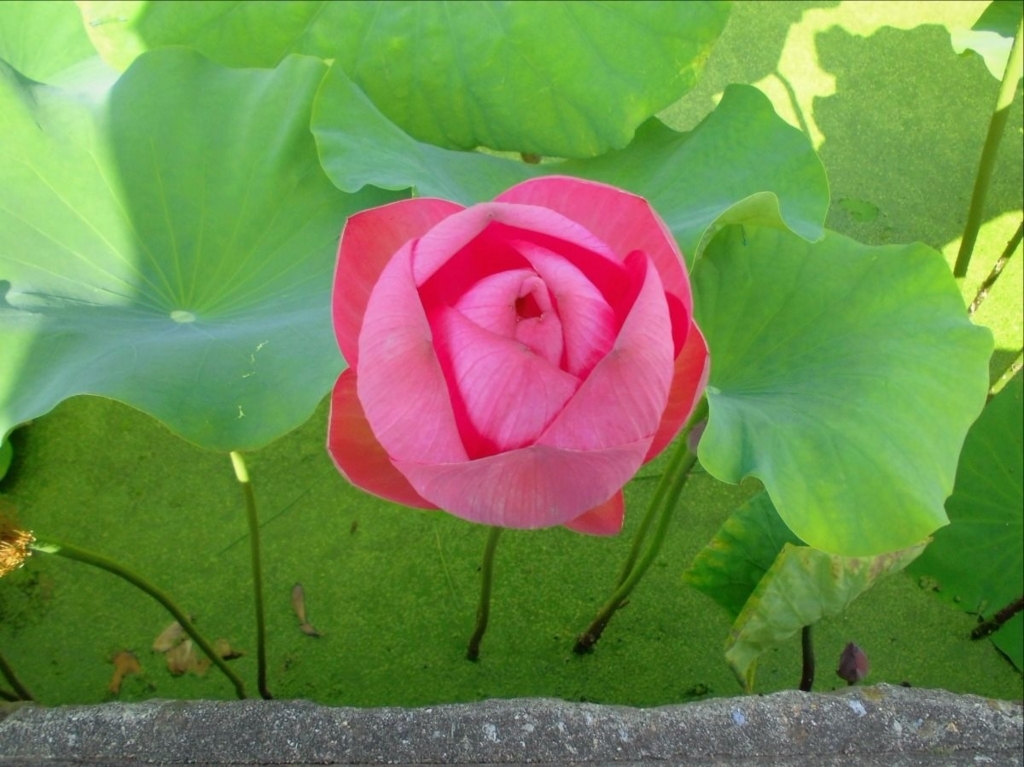 f:id:amenomorino:20170720183633j:plain f:id:amenomorino:20170720183633j:plain