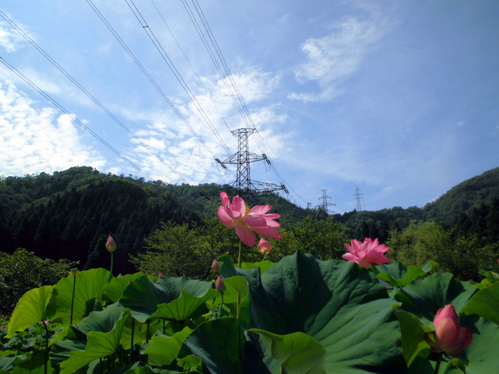 f:id:amenomorino:20170720184104j:plain f:id:amenomorino:20170720184104j:plain
