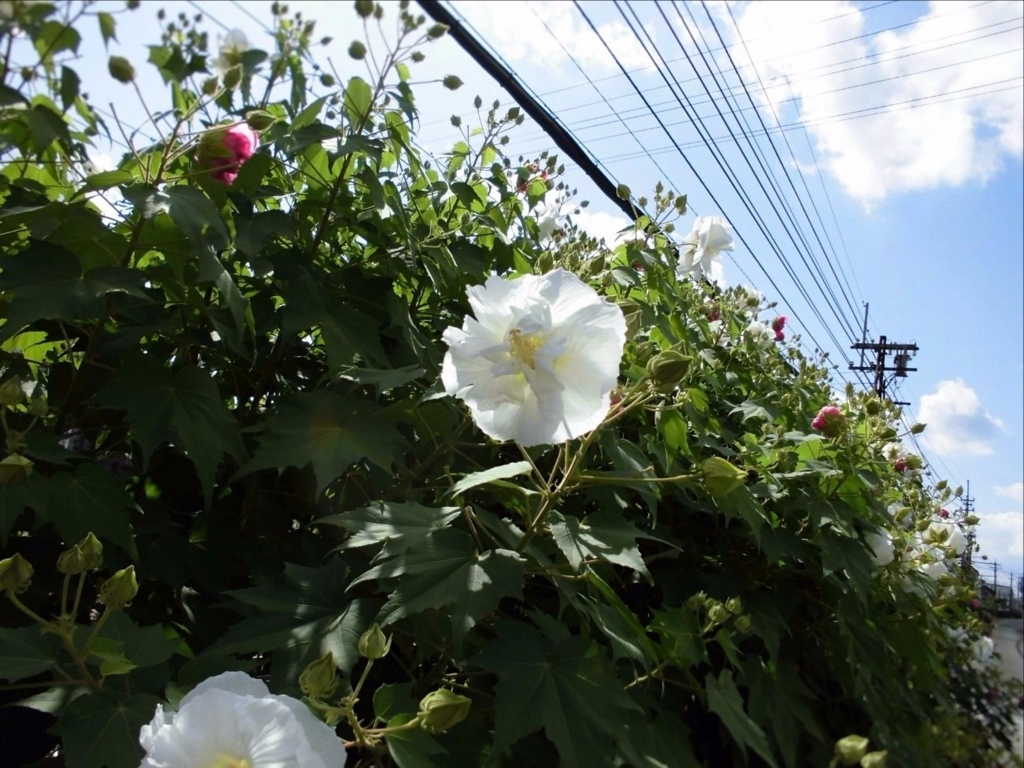 f:id:amenomorino:20170918133534j:plain f:id:amenomorino:20170918133534j:plain
