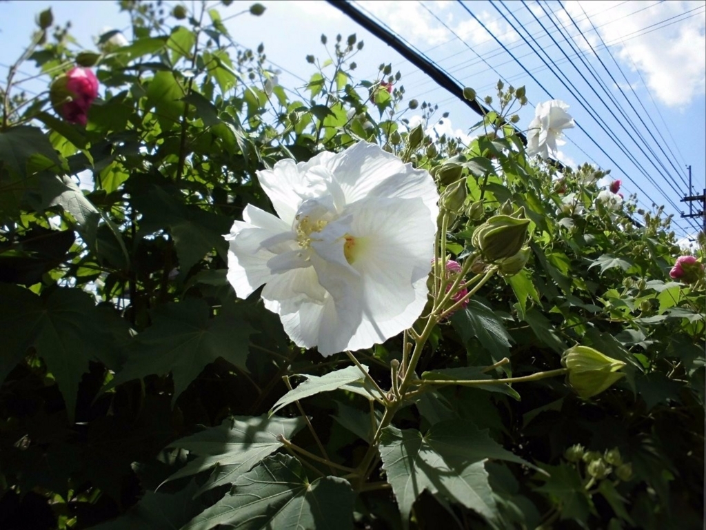 f:id:amenomorino:20170918133638j:plain f:id:amenomorino:20170918133638j:plain