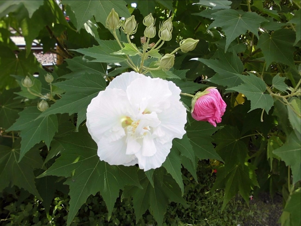 f:id:amenomorino:20170918134002j:plain f:id:amenomorino:20170918134002j:plain