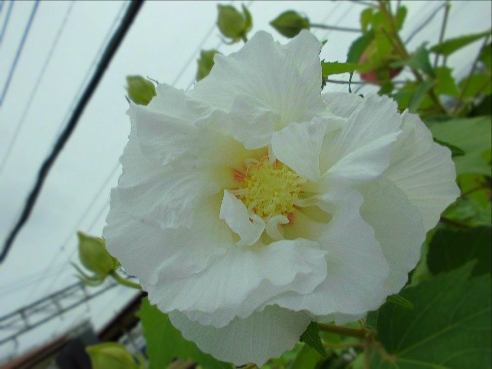 f:id:amenomorino:20170921184935j:plain f:id:amenomorino:20170921184935j:plain