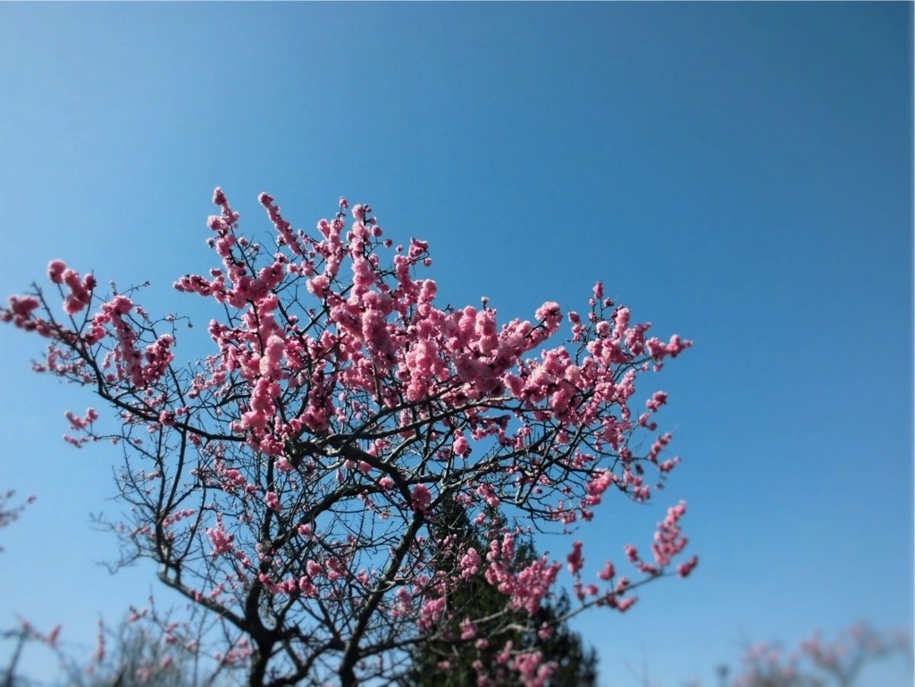 f:id:amenomorino:20180518180616j:plain f:id:amenomorino:20180518180616j:plain